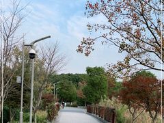 -昆山城市生态森林公园