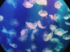 -成都浩海立方海洋公园