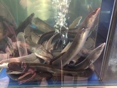 -本炙炭烤·蒲烧活鳗料理店(金沙洲店)