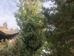 -张掖大佛寺景区