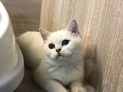 -喵zoo家庭繁育猫舍(尖东智能花园店)