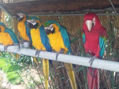 -西霞口神雕山野生动物世界