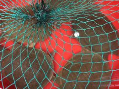 -高坎一品甲鱼庄(两河店)