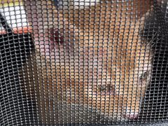 -瑞派福兴宠物医院犬猫全科·骨科·中西医结合(河东店)