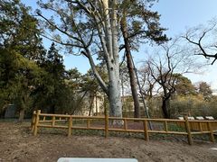 -香山公园