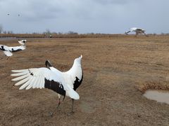 -盐城丹顶鹤湿地生态旅游区