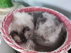 -Cappucimeow猫咪咖啡馆(韦伯时代店)