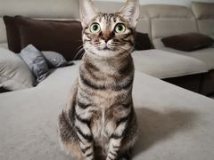 -宠颐生猫科·内科皮肤科(西平世纪城店)