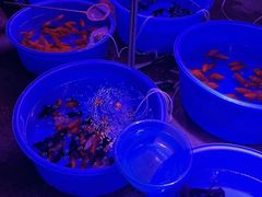-中环花鸟鱼虫市场