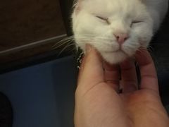 -猫色咖啡·猫咖
