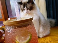 -蓝鲸·缅因猫舍