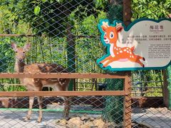 -森波拉奇妙世界