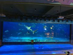 -烟台海昌鲸鲨海洋公园