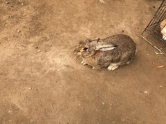 -前小桔亲子创意农场·草莓采摘·露营烧烤