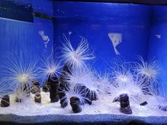 -上海海洋水族馆