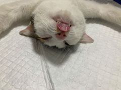 -灵美宠物诊所