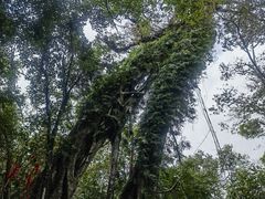 -七仙岭温泉国家森林公园