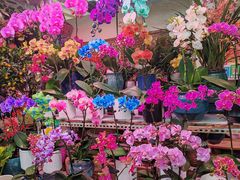 -花鸟鱼虫鲜花绿植市场(玉泉路店)