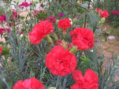 -松山湖梦幻百花洲