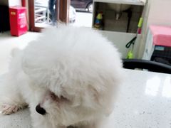 -瑞鹏宠物医院·微创内窥镜·骨外科·牙科(翠竹分院)