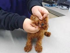 -爱侣宠医·鹦鹉专科·小型哺乳类·异宠专科(灵石路店)