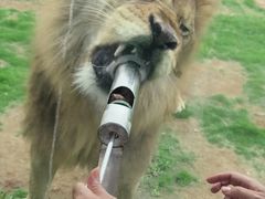 -西霞口神雕山野生动物世界