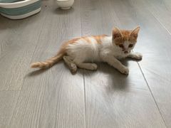 -中农国际动物医院24小时·猫科·骨科·急重症中心