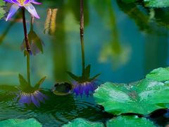 -国家植物园南园