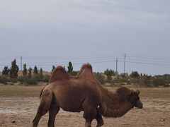 -亿利库布其七星湖沙漠生态旅游区