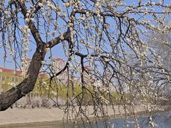 -桃花堤公园