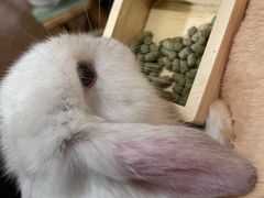 -猫猫幼稚园·撸猫·桌游·电玩
