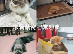 -御宝贝24h宠物医院·转诊中心·CT核磁血透中心(厦门总院)