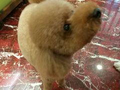 -多卡布奇宠物生活馆(上林世家店)