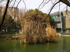 -青枫公园
