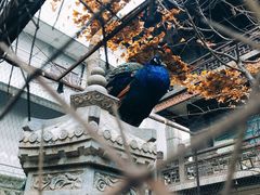 -罔极寺