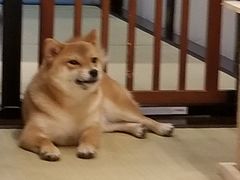 -逗柴咖啡屋·狗咖猫咖宠物桌游