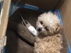 -特一安24小时宠物医院·骨科·中兽医