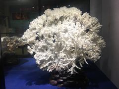 -游龙石文化科普馆