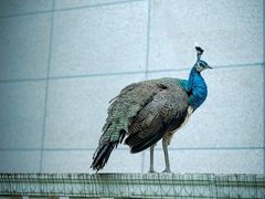 -西昌邛海宾馆