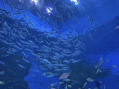 -海合安成都极地海洋公园