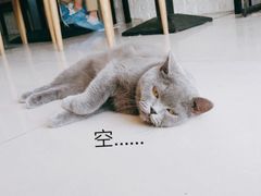 -平行世界·猫咖(首经贸店)