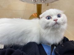 -喵宠乐园·撸猫互动·猫舍