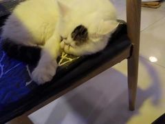 -平行世界·猫咖(首经贸店)