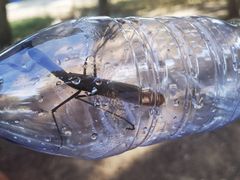 -北京西山国家森林公园