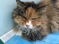 -纳吉亚猫专科动物诊疗中心(蒋宅口分院)
