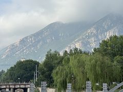 -雾与山茶(大禹城店)