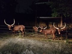 -清迈夜间动物园