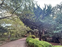 -汉拿树木园