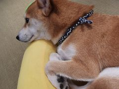 -逗柴咖啡屋·狗咖猫咖宠物桌游