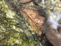 -素山寺森林公园